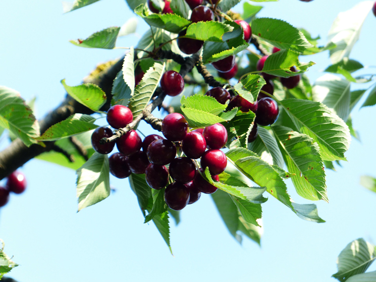 Kirschbaum mit Früchten