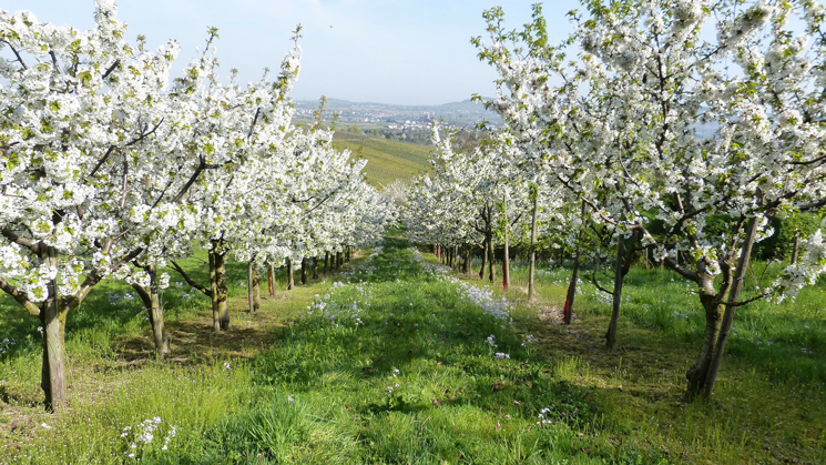 Obstbäume auf einer Wiese