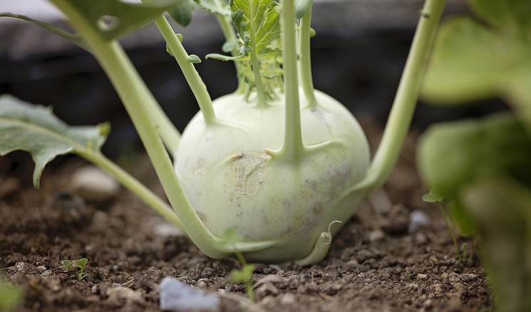 Weißer Kohlrabi in der Erde