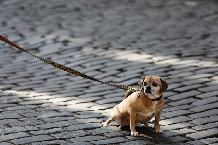 Hund an der Leine, der auf einem Steinpflaster sitzt