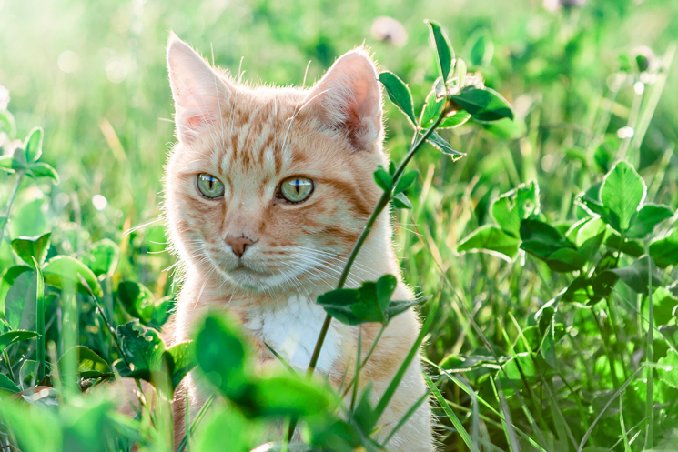 Katze lauert im Gras