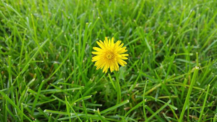 Unkraut auf einer grünen Wiese