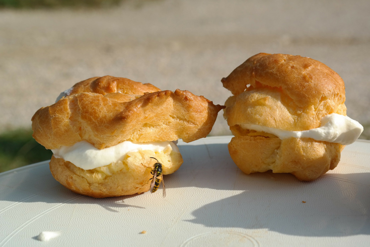 Wespe auf Gebäck/Kuchen