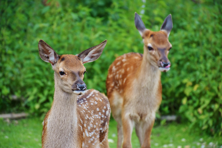 Zwei neugierige Rehe im Wald 