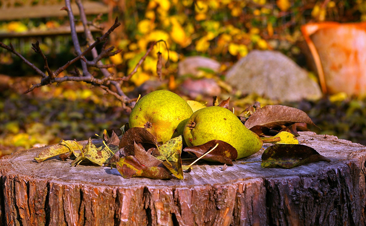 Fremdes Obst im eigenen Garten