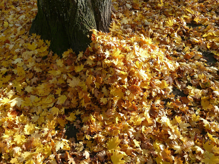 Gefallenes Laub vor dem Baum