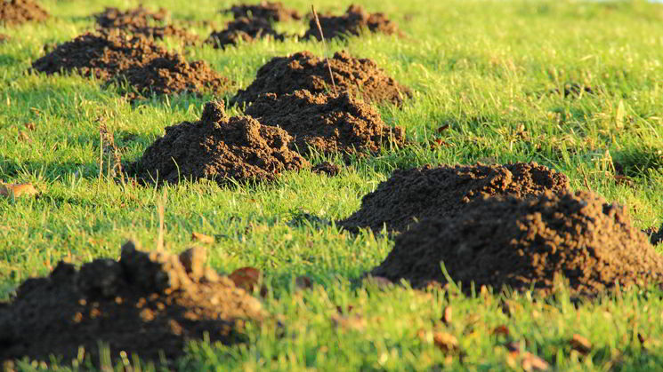 Wiese voll mit Maulwurfshügeln