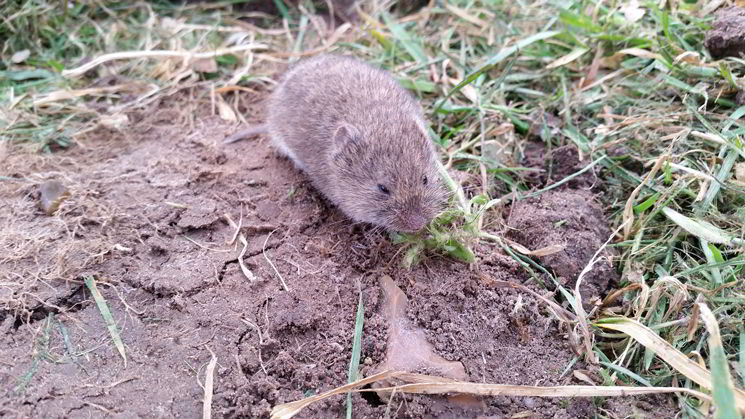 Wühlmaus fühlt sich im Garten pudelwohl