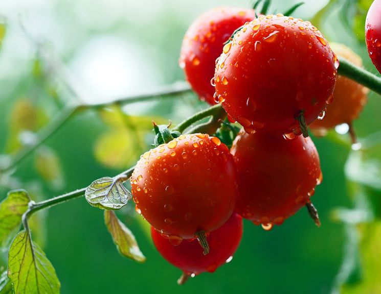 Reife Tomaten mit Wassertropfen