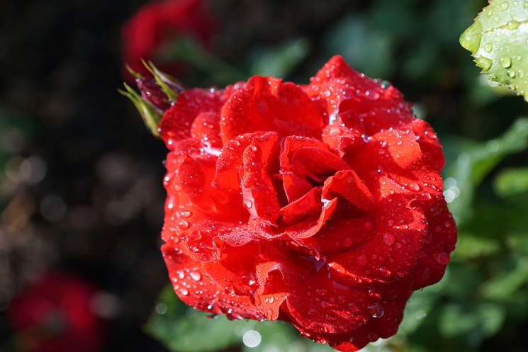 Rote Rose in Nahaufnahme mit Wassertropfen