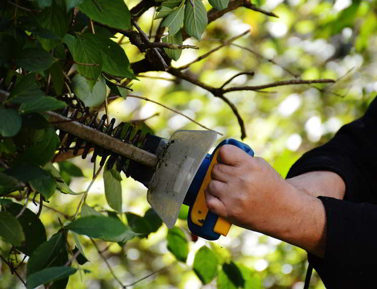 Strauch wird mit Heckenschere geschnitten