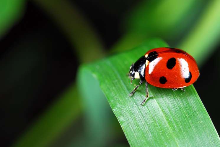 Roter Käfer auf grünem Blatt in Nahaufnahme