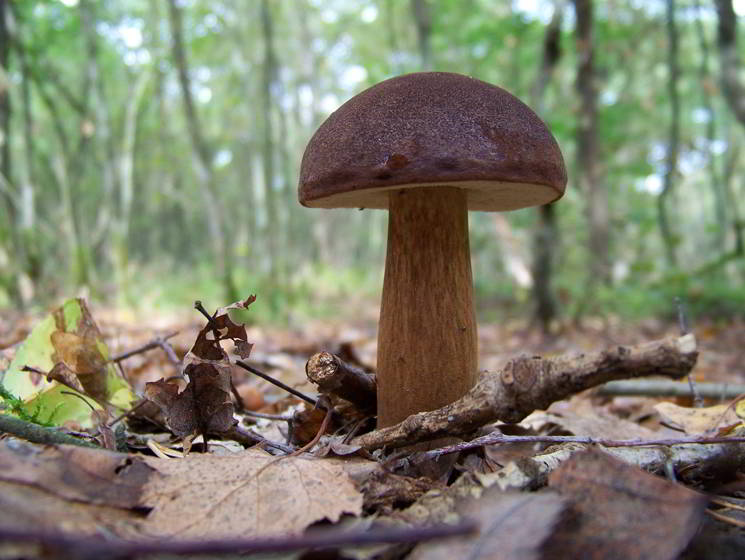 Braunkappe im Wald