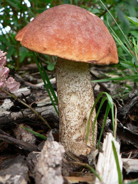 Eine Birken-Rotkappe im Wald