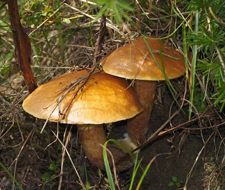 Goldröhrling im Wald