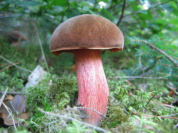 Hexenpilz im wald mit rotem Stiel