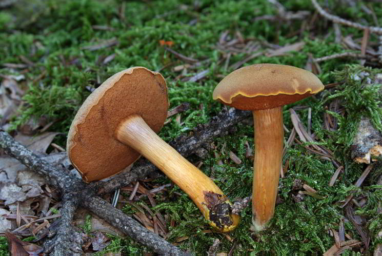 Gelber pilz mit schwamm