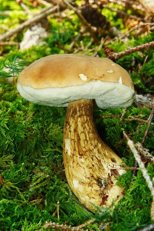 Bitterpilz im Wald