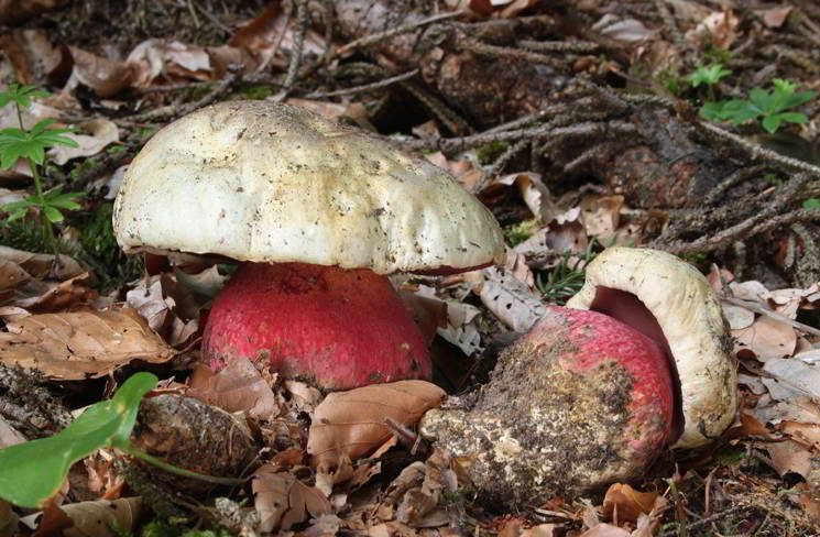 Satanspilz im Wald