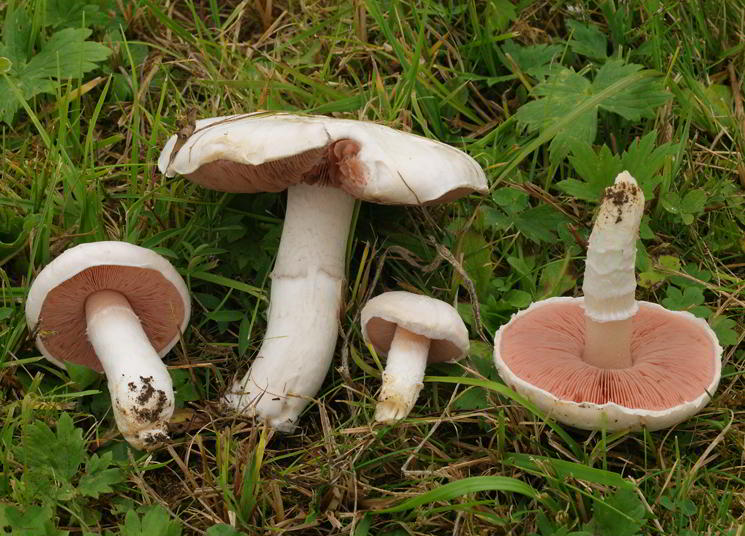 Champignon auf der Wiese