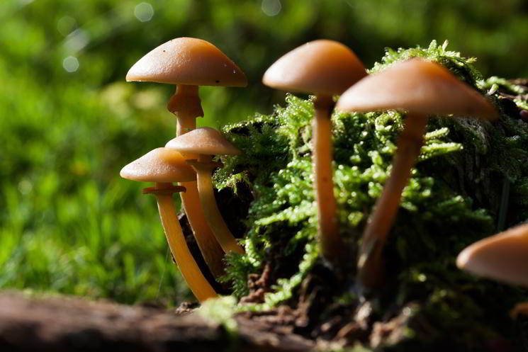 Eine Gruppe Atockschwämmchen auf dem Waldboden