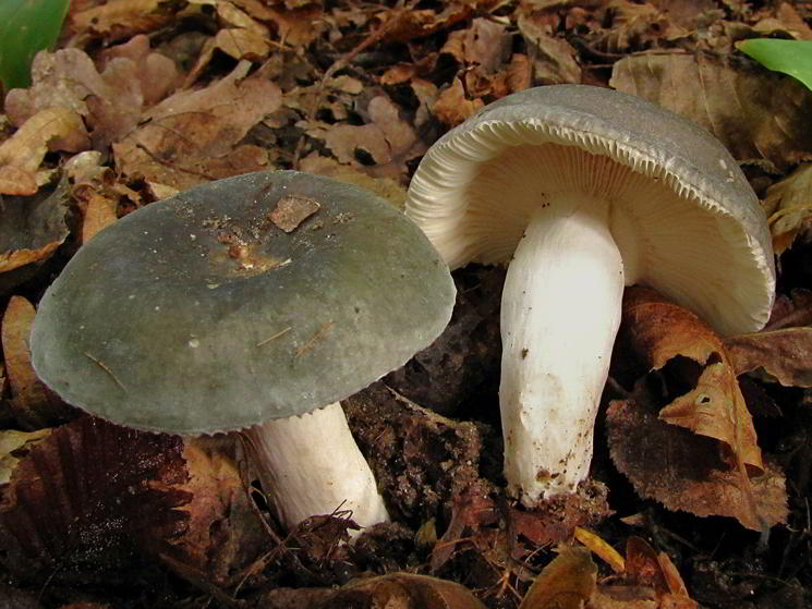 Zwei grün violette Pilze im Laub