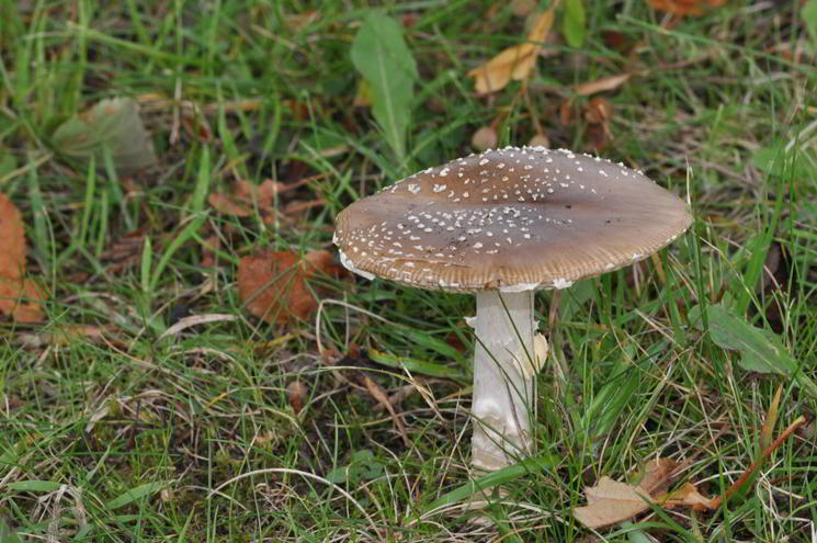 Pantherpilz auf Wiese