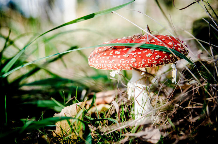 Fliegenpilz versteckt im Gras