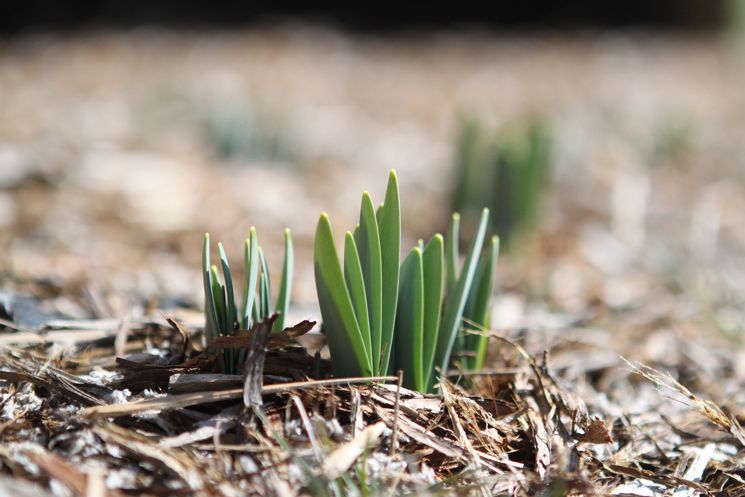 Blumen wachsen aus der Erde