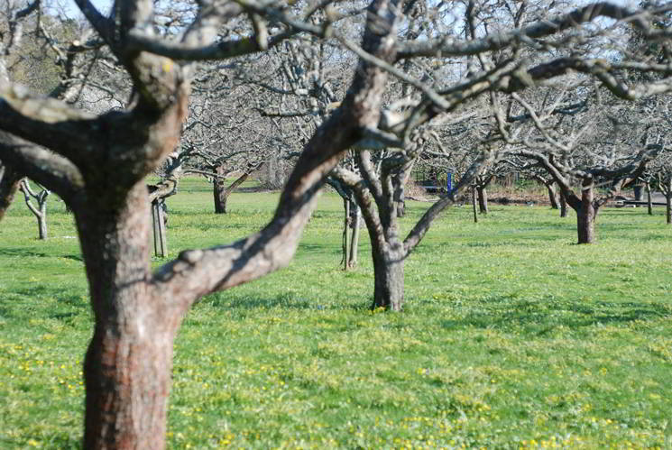 Eng gepflanzte Obstbäume