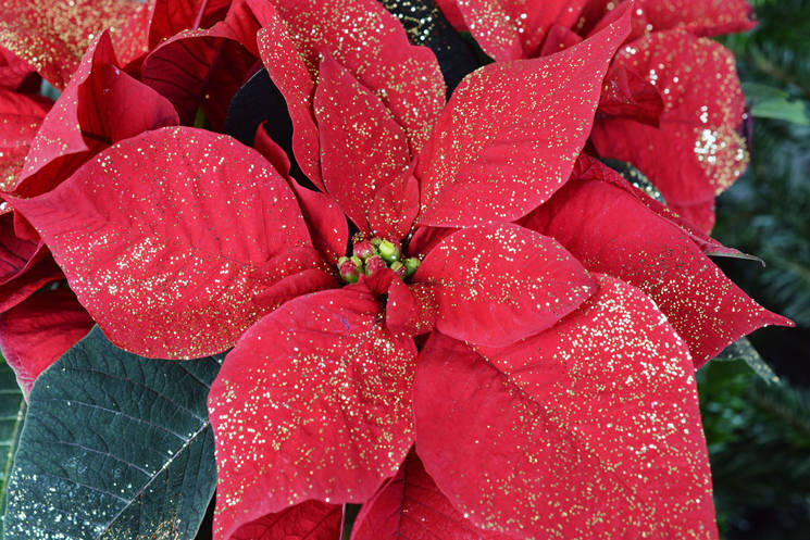 Christstern in voller Blüte