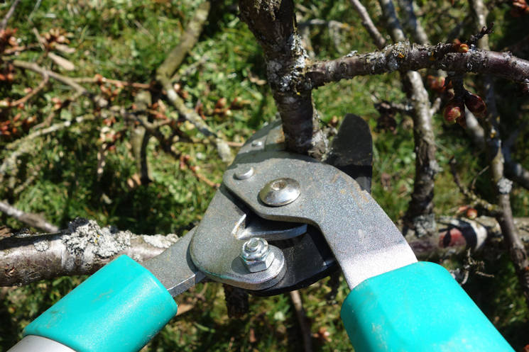 Obstbaum wird geschnitten