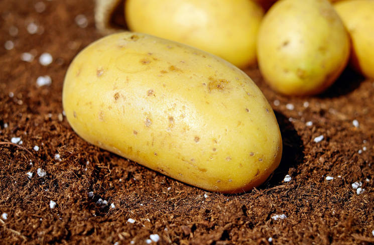 frisch geerntete Kartoffeln