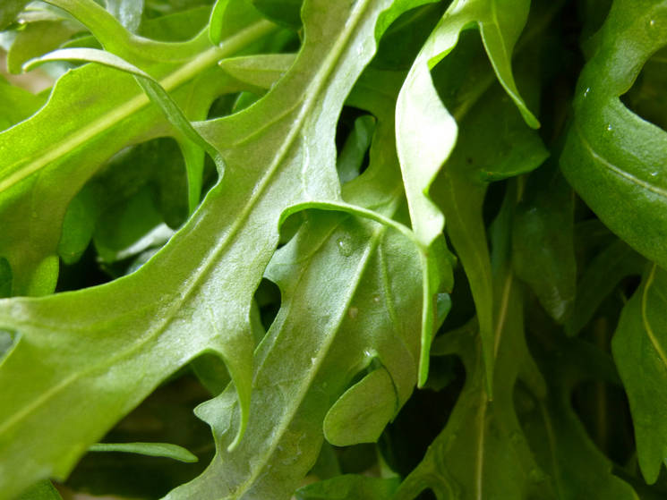 Rucola geschnitten