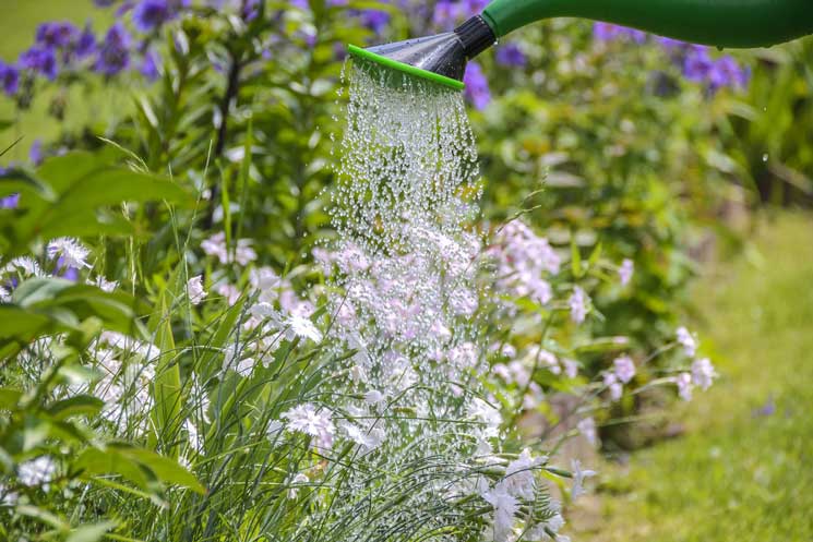 Gartenpflanzen werden mit der Gießkanne gegossen