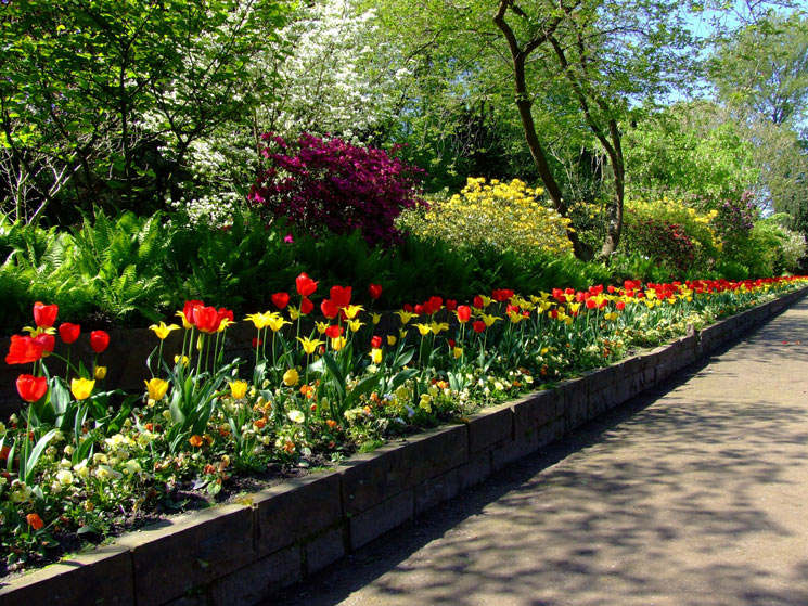 Tulpen unter Bäumen