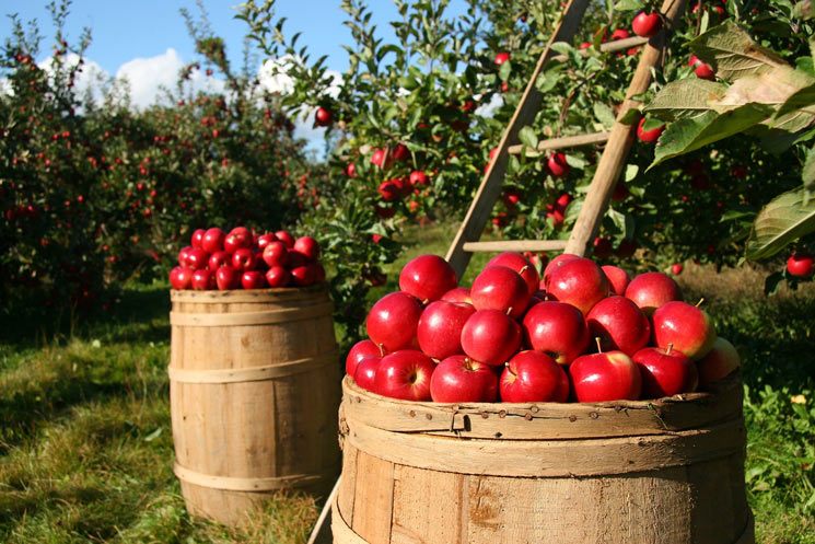 die reifen Äpfel werden in den Korb gepackt