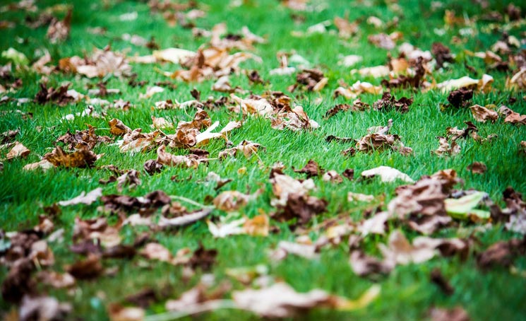 Blätter liegen auf dem Rasen