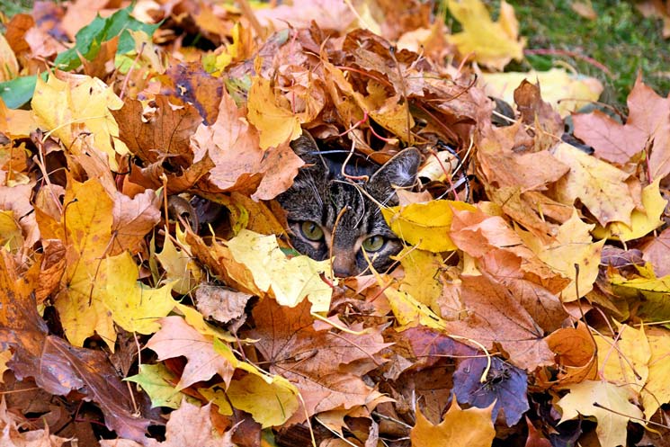 Kater versteckt sich im Laubhaufen