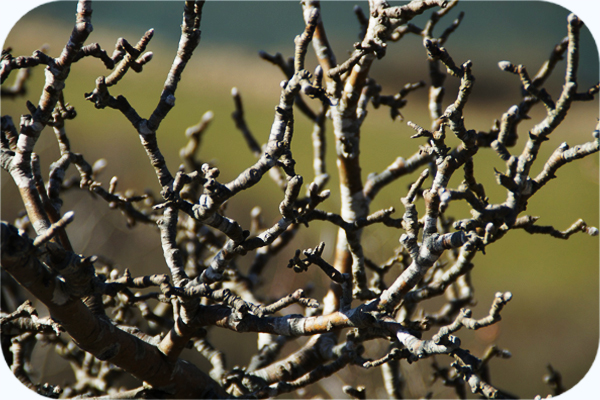 Baum mit kahlen Ästen