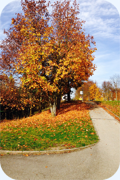 Baum mit bunten Blättern