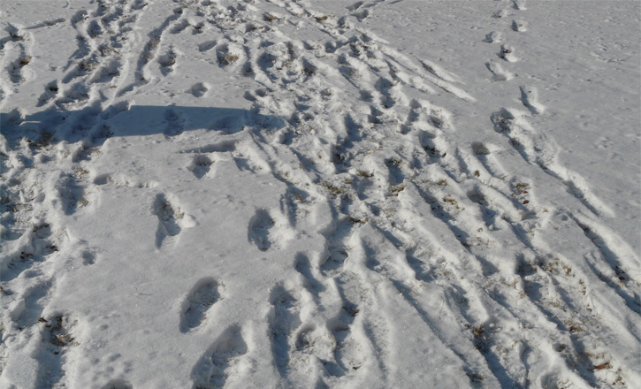 Fußabdrücke im Schnee