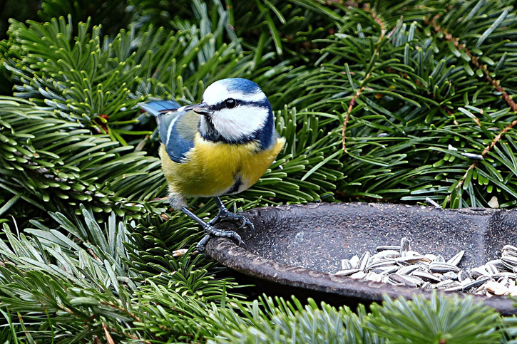 Blaumeise auf Tanne mit Vogelfutter