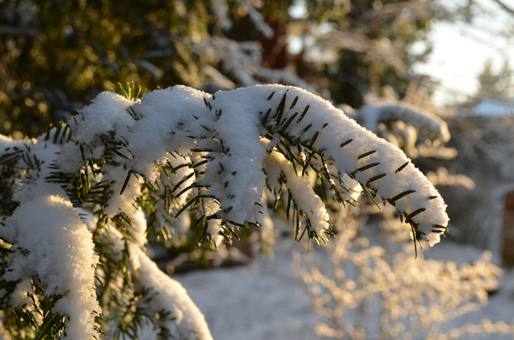 Äste mit Schnee bedeckt