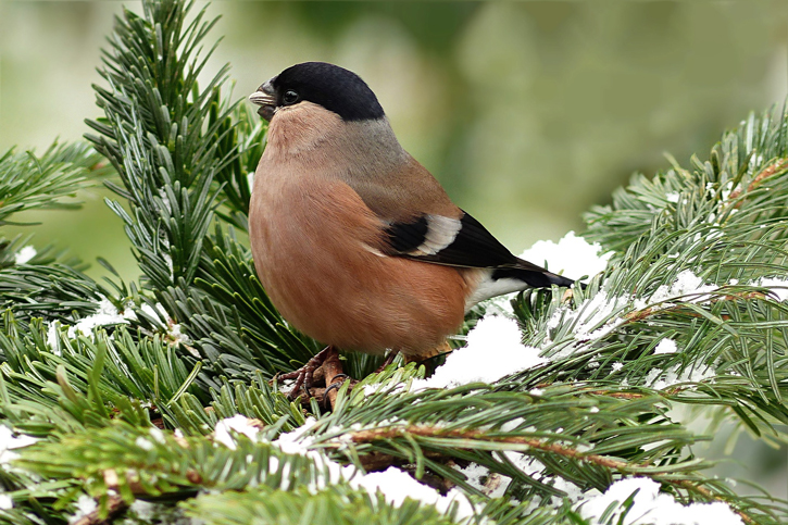 Vogel im Tannengrün