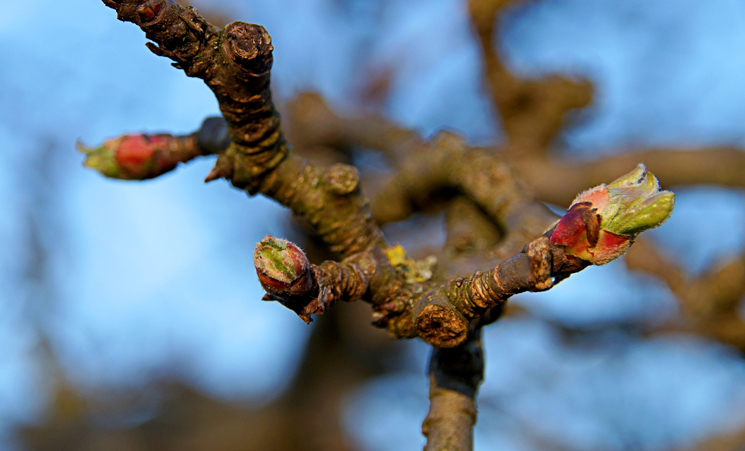 Knospen eines Apfelbaums