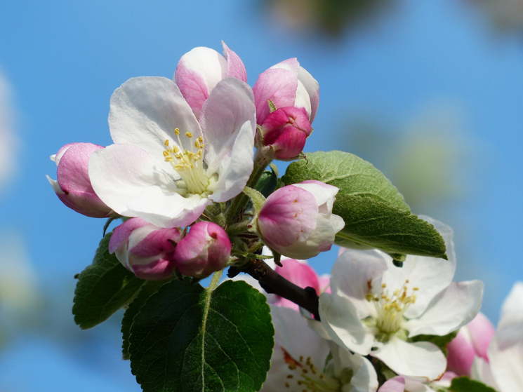 Die Blüte des Apfelbaums