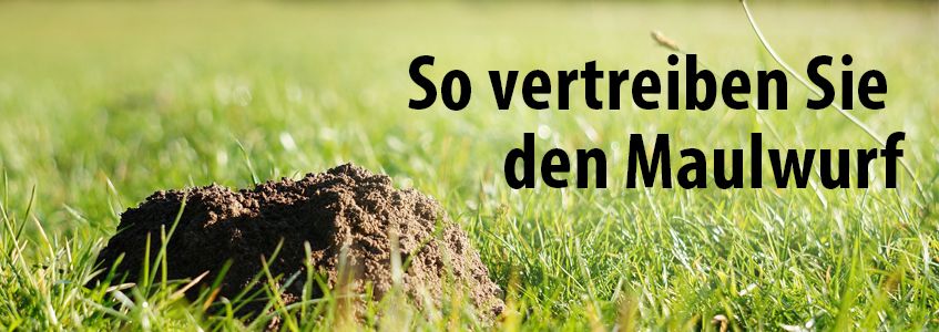 Rasenrettung So Vertreiben Sie Den Maulwurf