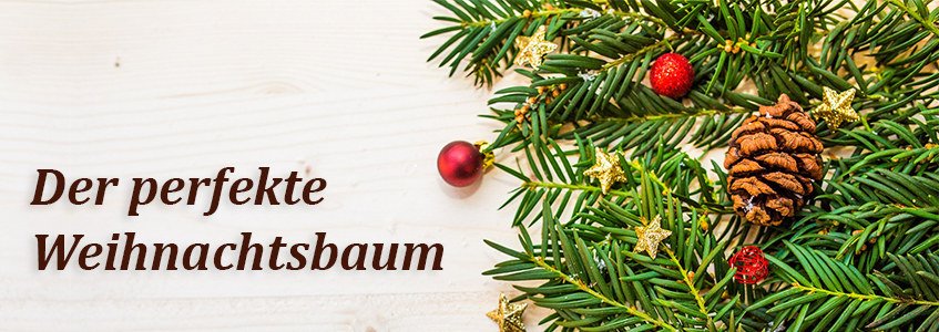 Den Perfekten Weihnachtsbaum Kaufen